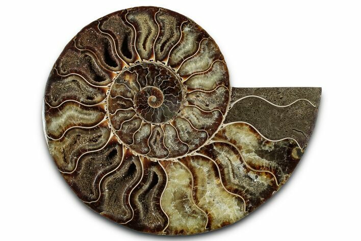 Cut & Polished Ammonite Fossil (Half) - Madagascar #359553